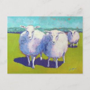 Two Sheep In Field Postcard