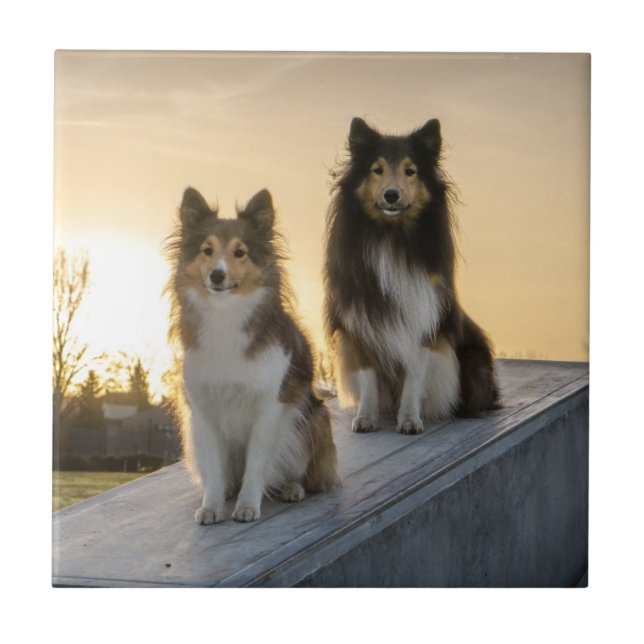 Two Shelties on a Roof at Sunrise Tile (Front)