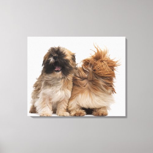 Two Shih_Tzus in the wind Canvas Print