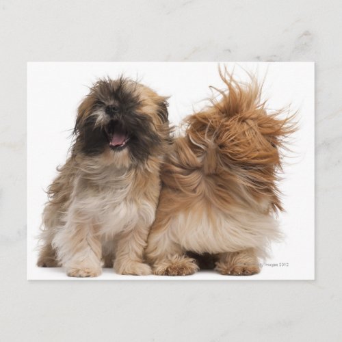 Two Shih_Tzus in the wind Postcard