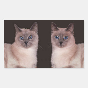 Two Siamese Cats Rectangular Sticker