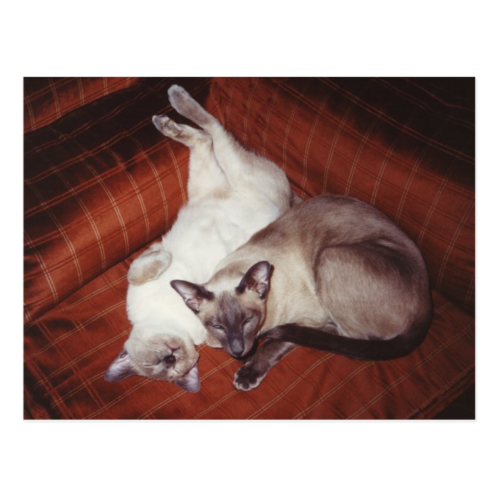 Two Siamese Cats   Seal Point + Tortie Postcard