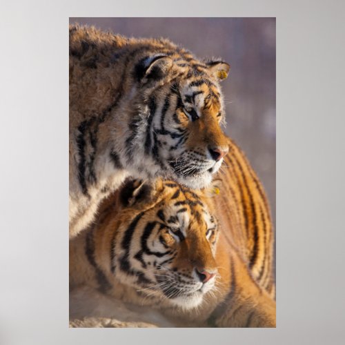 Two Siberian tigers together China Poster