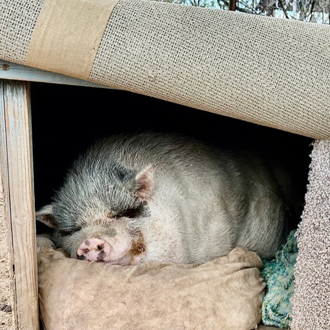 Two sides of a Polar Bear  Coffee Mug (Creator Uploaded)