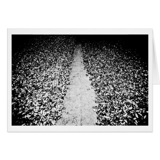 two sides of cocoa (Front Horizontal)