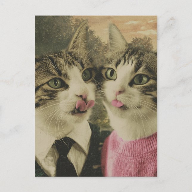 Two Silly Cats Postcard (Front)