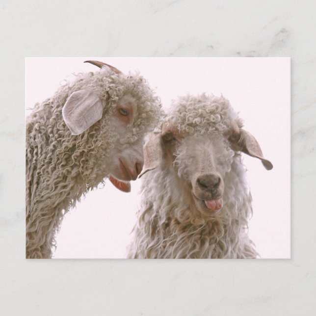 Two Silly Goats Postcard (Front)
