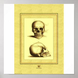 Two Skulls Poster