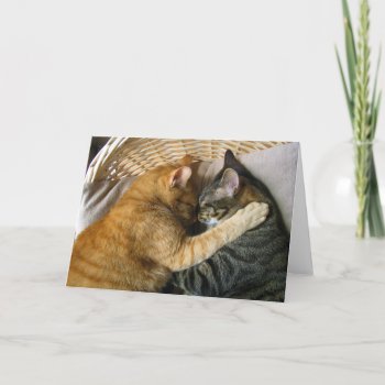 Two Sleeping Tabby Cats Cuddling Card by amazinganimals at Zazzle