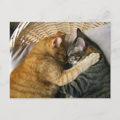 Two Sleeping Tabby Cats Cuddling Postcard