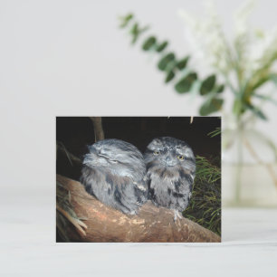 Two Sleepy Frogmouth Owls,  Postcard