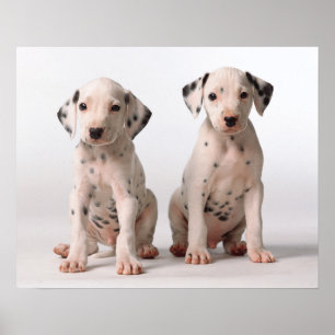 Two Small Black And White Dalmatian Puppies Poster