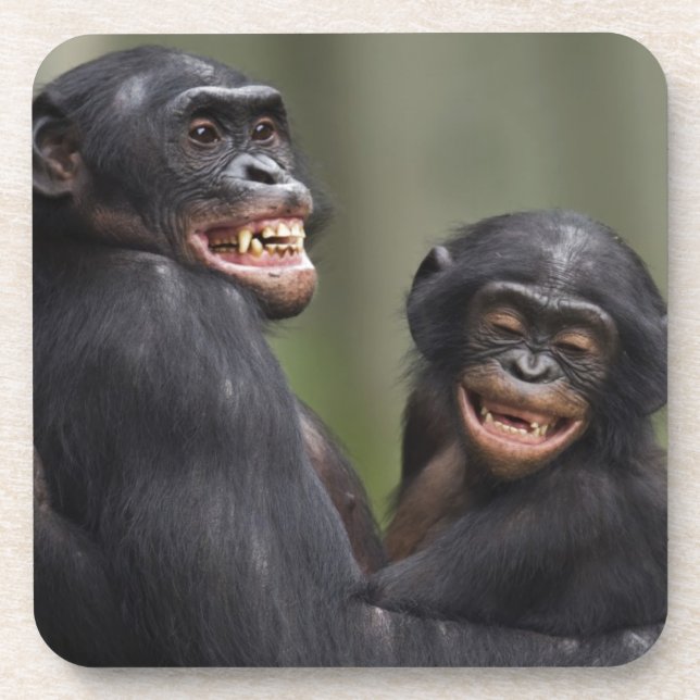 Two Smiling Bonobos Drink Coaster (Front)