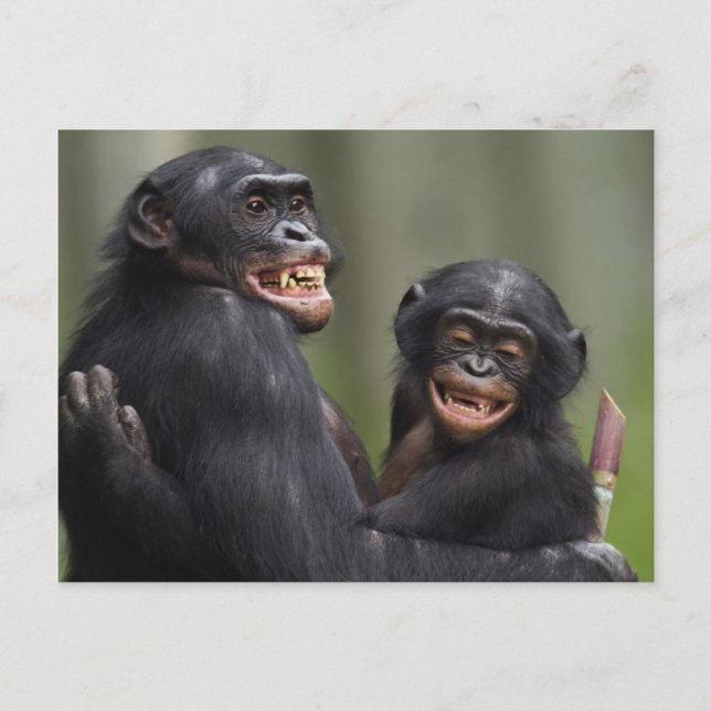 Two Smiling Bonobos Postcard (Front)
