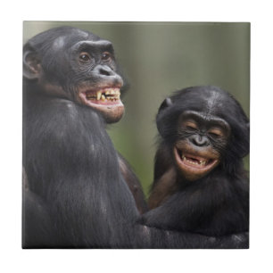 Two Smiling Bonobos Tile