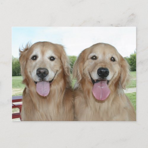 Two Smiling Golden Retrievers Just Saying Hi Postcard