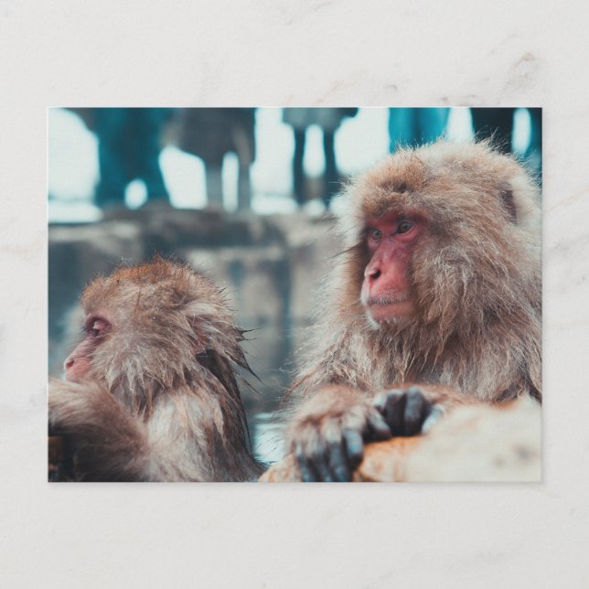 Two Snow Monkeys in Nagano, Japan Postcard (Front)
