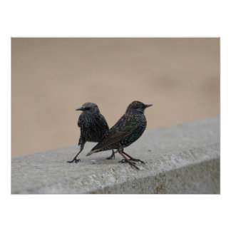 Two Starlings Photo Print