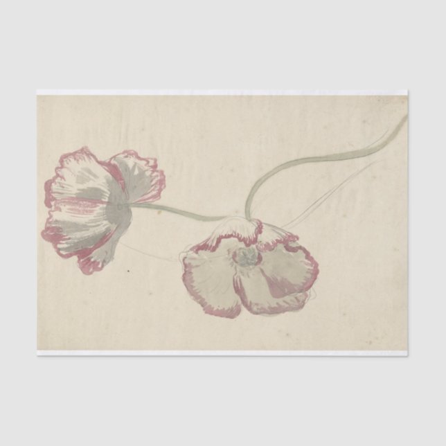 Two Studies of a Poppy by Elias van Nijmegen Tissue Paper (Front)