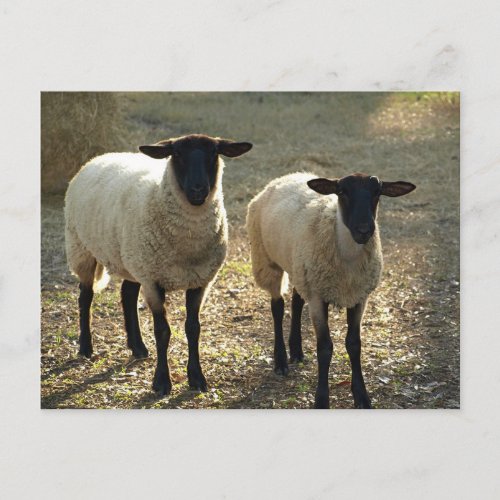 Two Suffolk Sheep Afternoon Sunlight Postcard