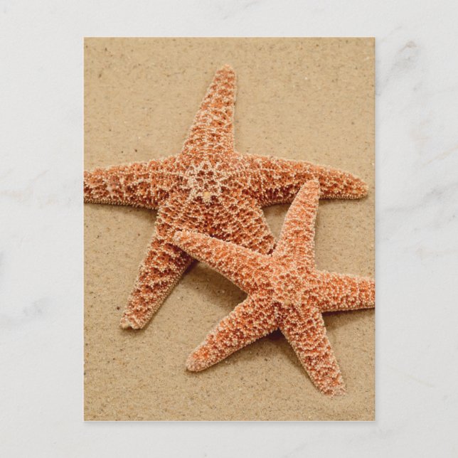 Two Sugar Starfish Postcard (Front)