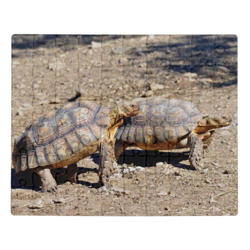 Two sulcata tortoises walking on ground jigsaw puzzle