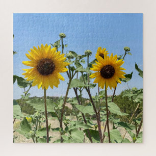 Two Sunflowers blue sky Jigsaw Puzzle