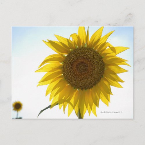 Two sunflowers in field Tuscany Italy Postcard