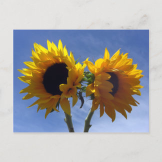 Two Sunflowers Notes Card