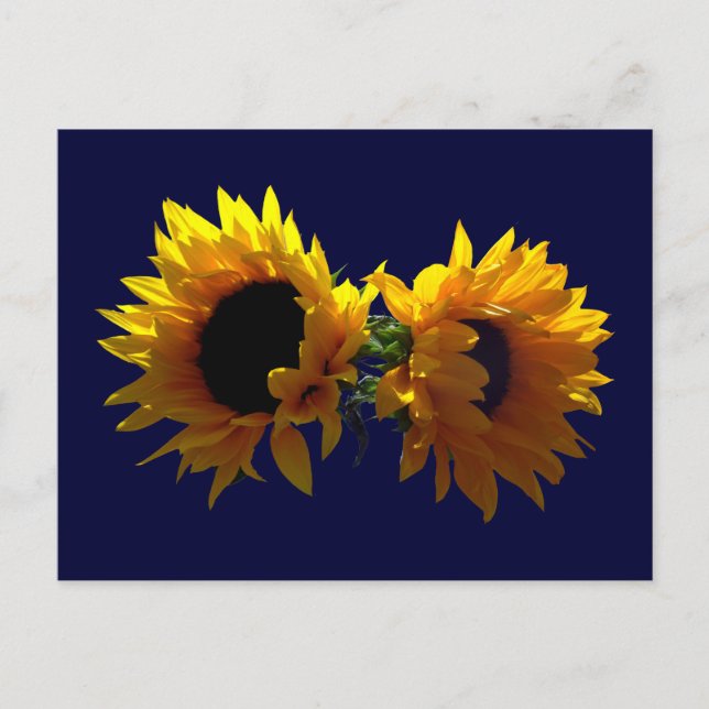 Two Sunflowers Postcard (Front)