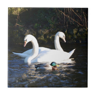 Two Swans And A Duck Ceramic Tile