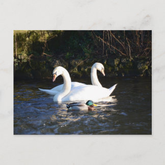 Two Swans And A Duck Postcard
