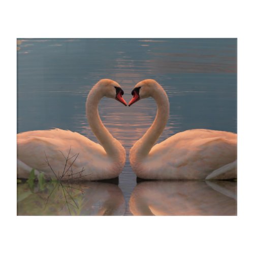 Two swans making heart with their neck acrylic pr acrylic print