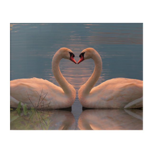 Two swans making heart with their neck, acrylic pr acrylic print (Front)