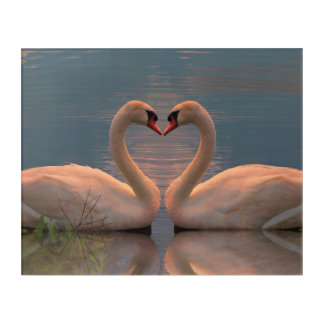Two swans making heart with their neck, acrylic pr print