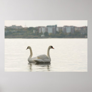 Two swans poster