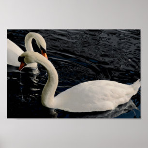 Two Swans Poster
