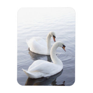 Two Swans Swimming on Tranquil Lake Magnet