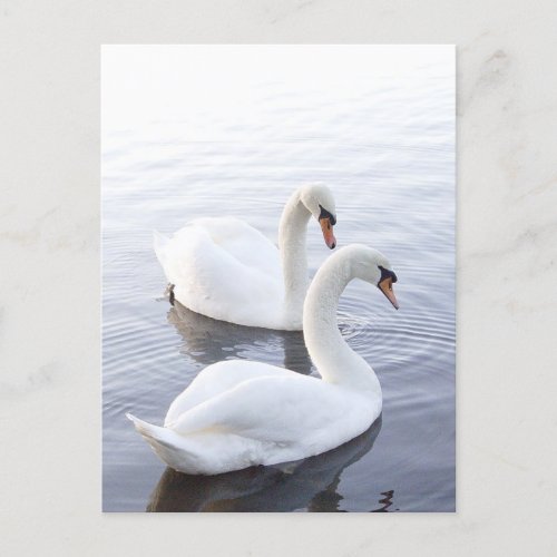 Two Swans Swimming on Tranquil Lake Postcard