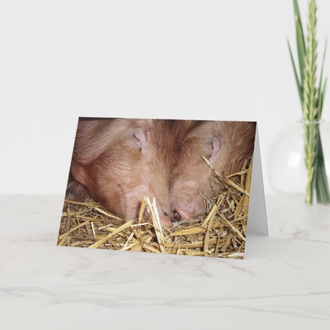 Two Sweet Sleeping Pigs Photograph - Blank Cards (Front)