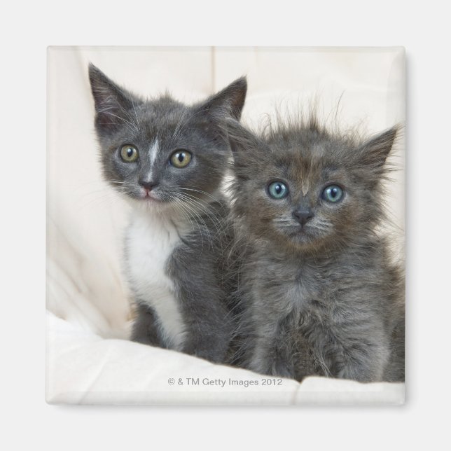 Two tabby kittens magnet (Front)