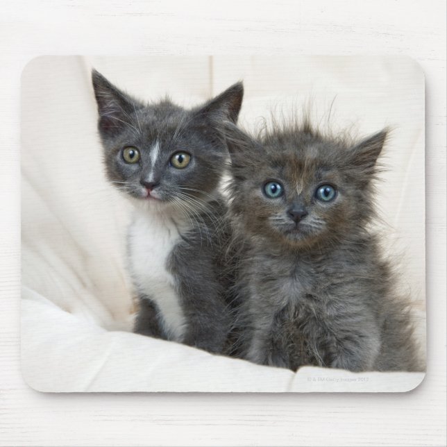 Two tabby kittens mouse pad (Front)