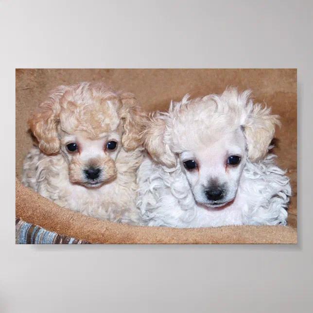 Two Tan Toy Poodle Puppies Poster Zazzle
