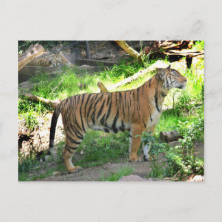 Two tigers at the San Diego Zoo Postcard