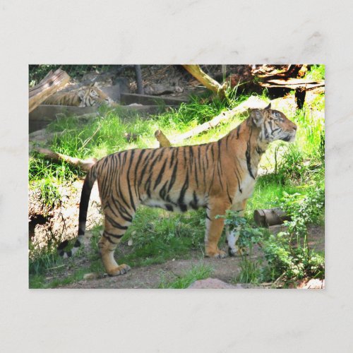 Two tigers at the San Diego Zoo Postcard