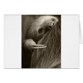 two toed sloth (Front Horizontal)