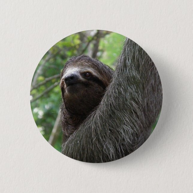 Two Toed Sloth Button (Front)