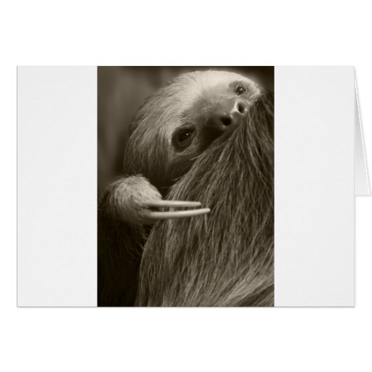 two toed sloth cards (Front Horizontal)