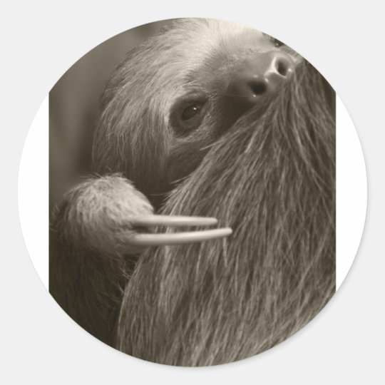 two toed sloth classic round sticker