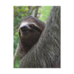 Two Toed Sloth Postcard